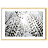 Bare trees in the winter sky thumbnail