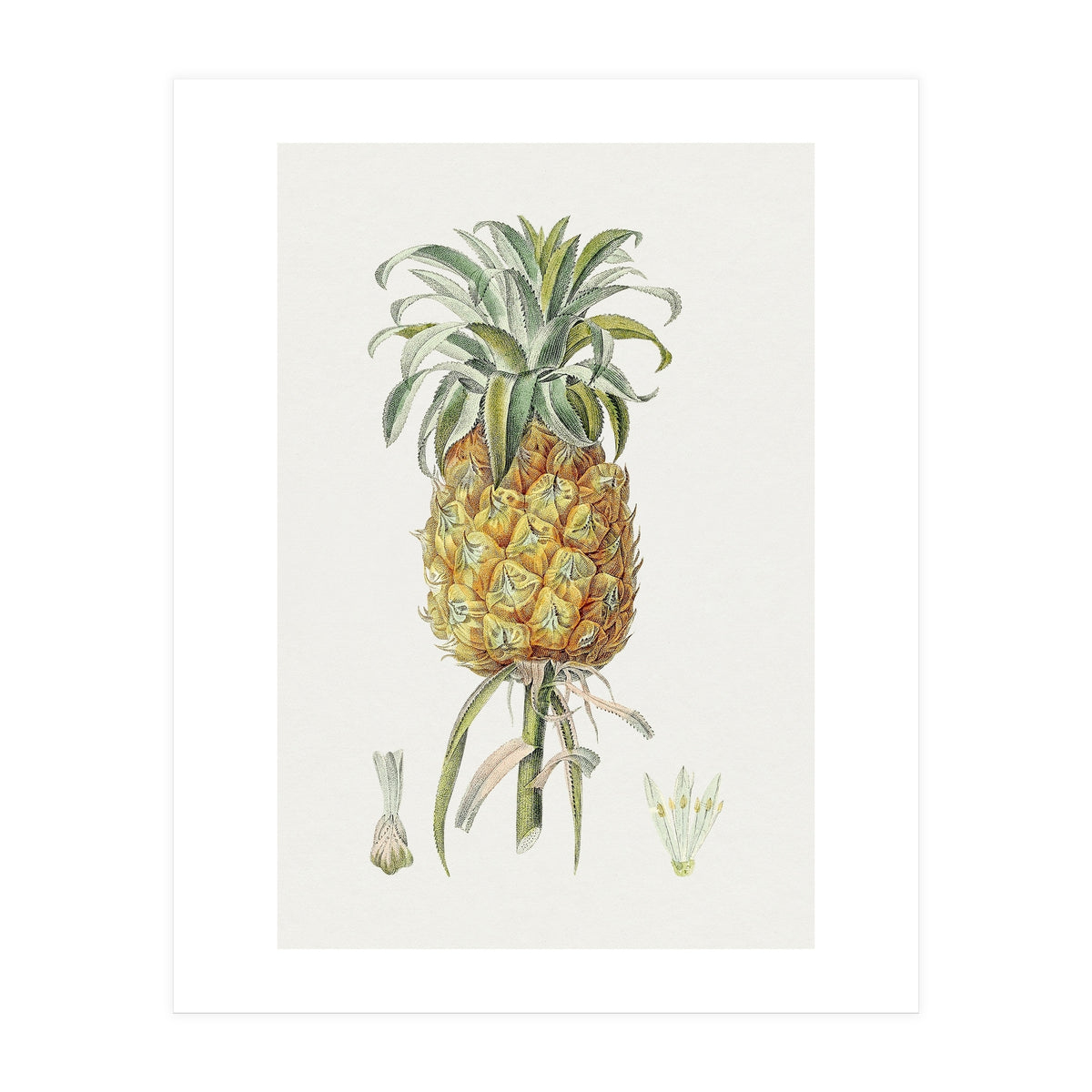 Pineapple (Hand Drawn Botanical Illustration) (Print Only)