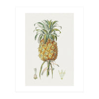 Pineapple (Hand Drawn Botanical Illustration) (Print Only)