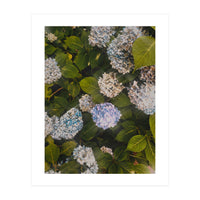 Hydrangeas | Portrait (Print Only)