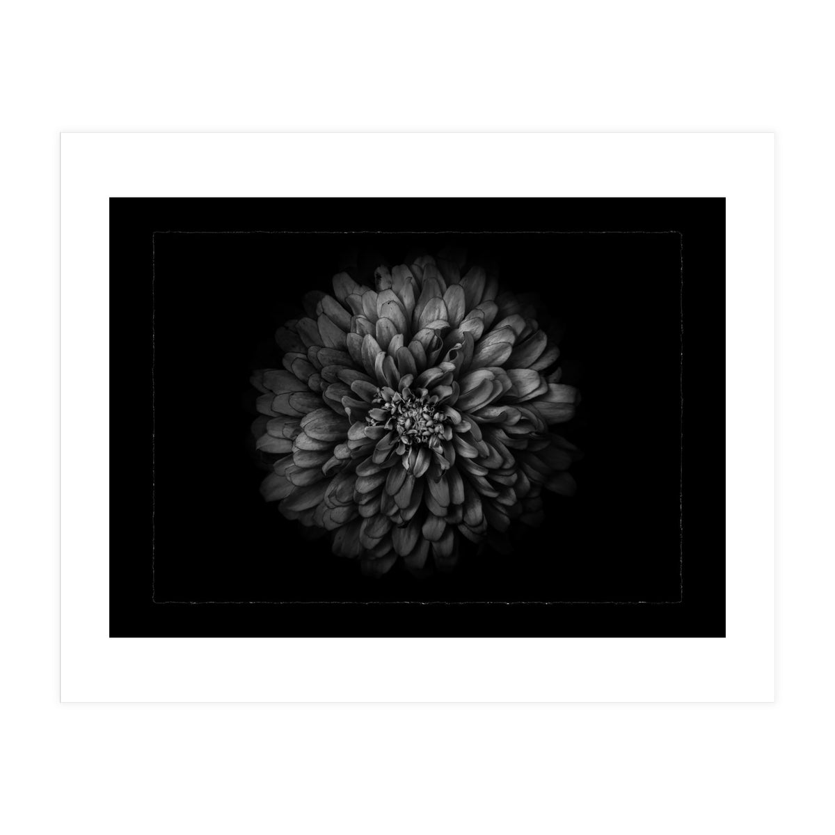 Backyard Flowers In Black And White No 68 with Border (Print Only)