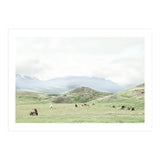 Relaxing horses on a sunny day calm field - Iceland (Print Only) thumbnail