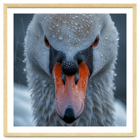 Close Up Of A Swan's Face With Water Droplets