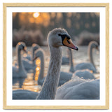 Close Up Of Swan With Water Droplets At Sunrise thumbnail