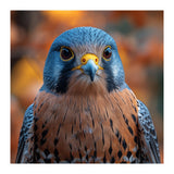 Close Up Of A Kestrel Bird Of Prey Portrait (Print Only) thumbnail