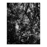 Tree From Below Black Silhouette (Print Only) thumbnail
