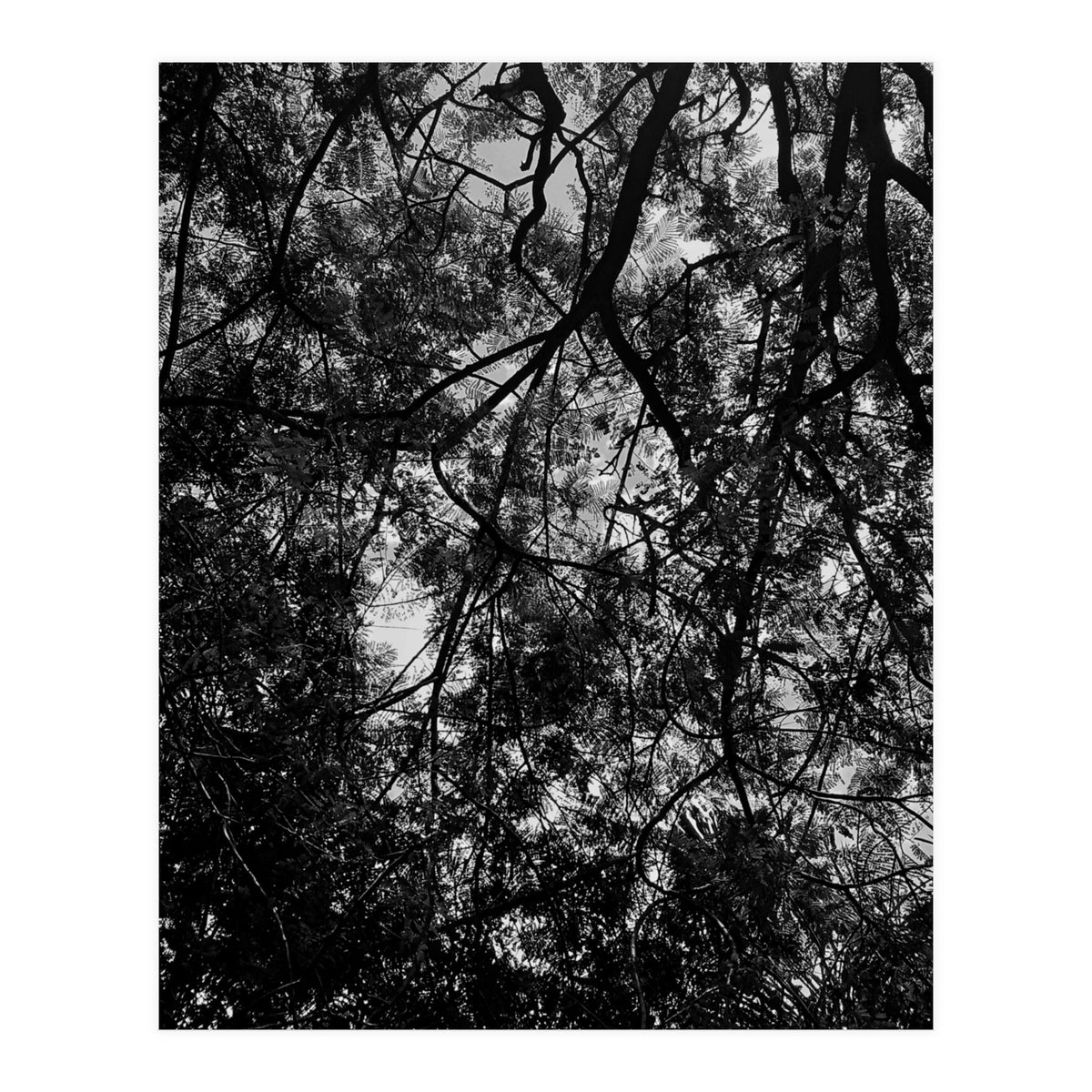 Tree From Below Black Silhouette (Print Only)