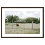 Cow in the farm thumbnail