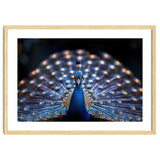 Close Up Peacock Showing Its Beautiful Feathers thumbnail