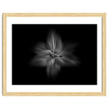 Backyard Flowers In Black And White No 28 Flow Version thumbnail