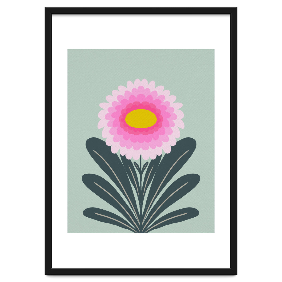 Chrysanthemum - turquoise and pink
