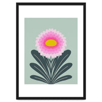 Chrysanthemum - turquoise and pink