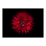 Backyard Flowers No 45 Color Flow Version (Print Only) thumbnail