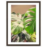 Monstera Mix thumbnail