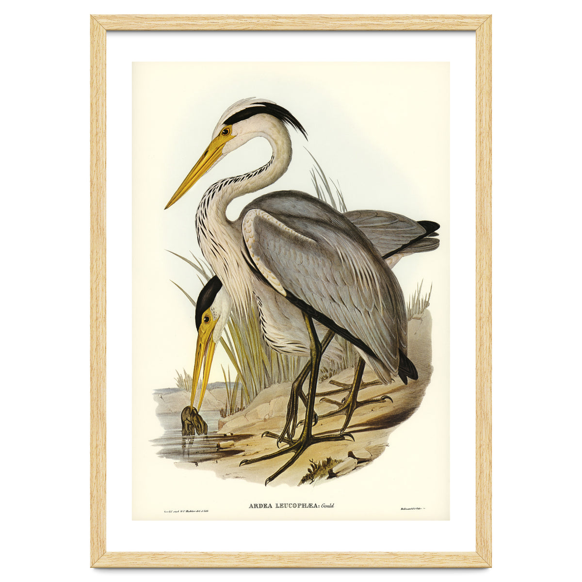 Elizabeth Gould – Great Grey Heron (Ardea leucophaea) | Birds of Australia Illustration