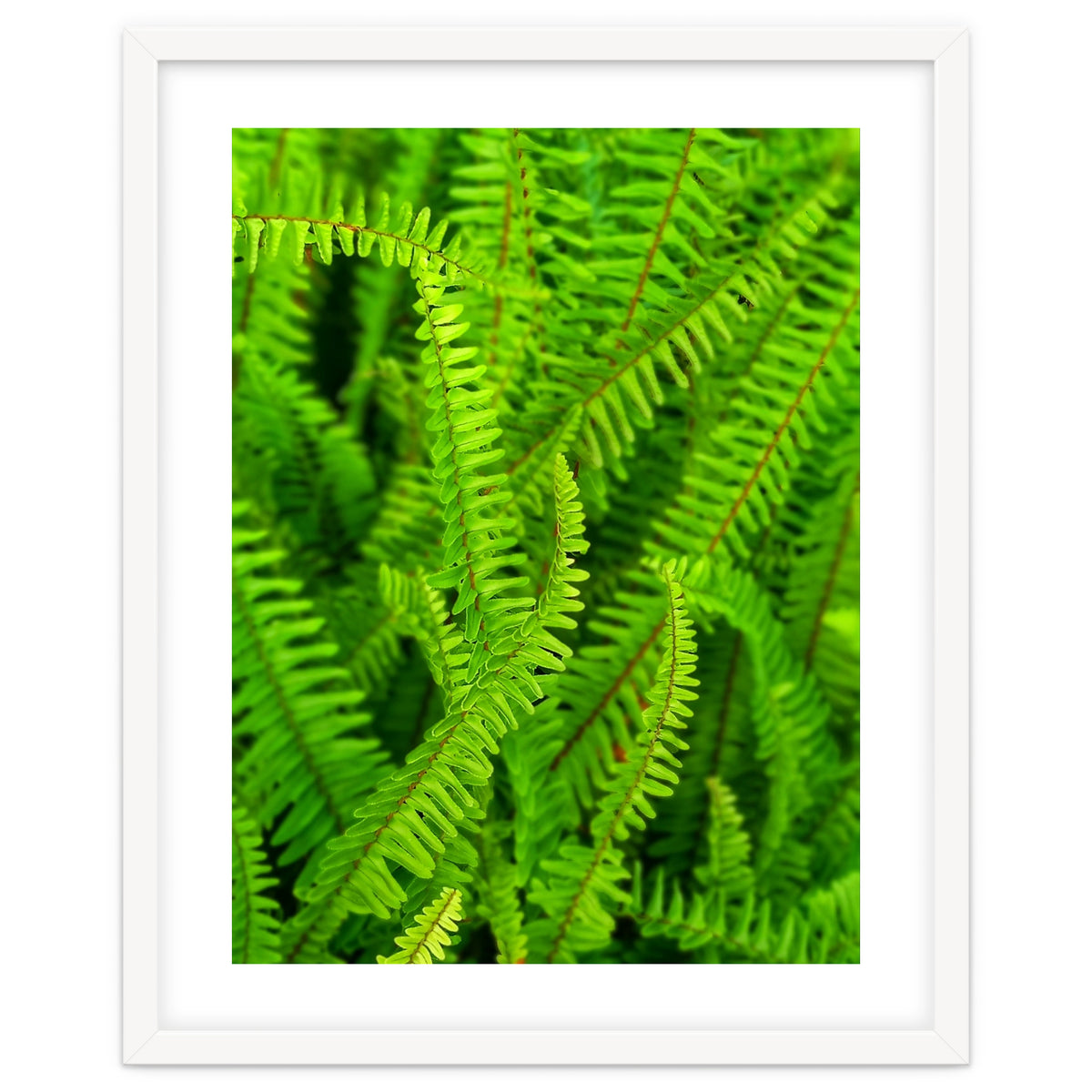 Green Ferns