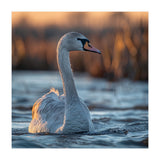 Elegant Swan Gliding On Water At Sunset (Print Only) thumbnail