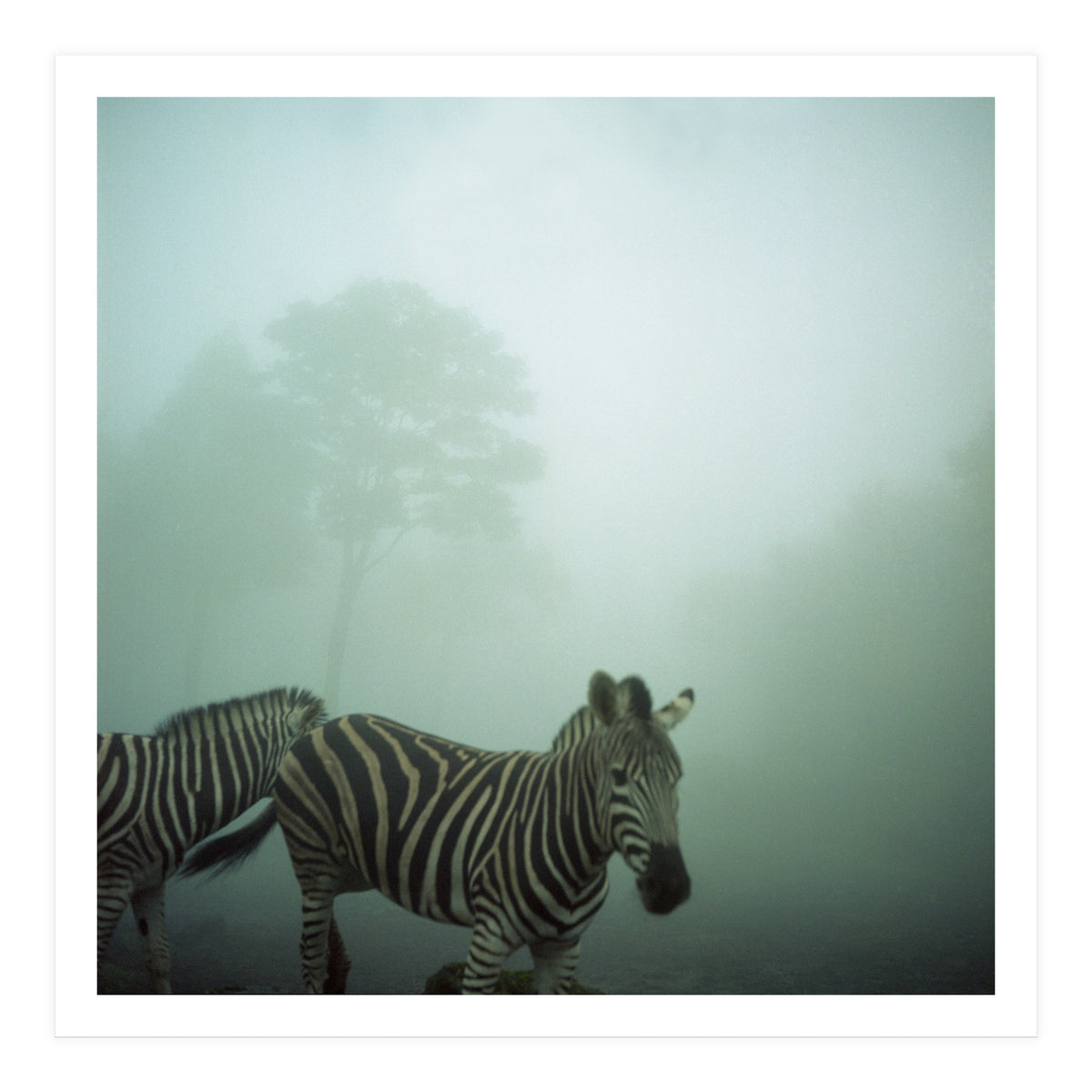 Silence of breath - 16 (Print Only)