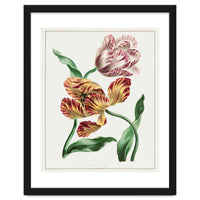 John Edwards – Various Tulips (1791)