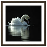 Elegant Swan Floating Gracefully On Dark Water thumbnail