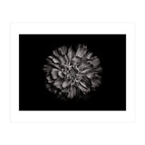 Backyard Flowers In Black And White No 79 (Print Only) thumbnail
