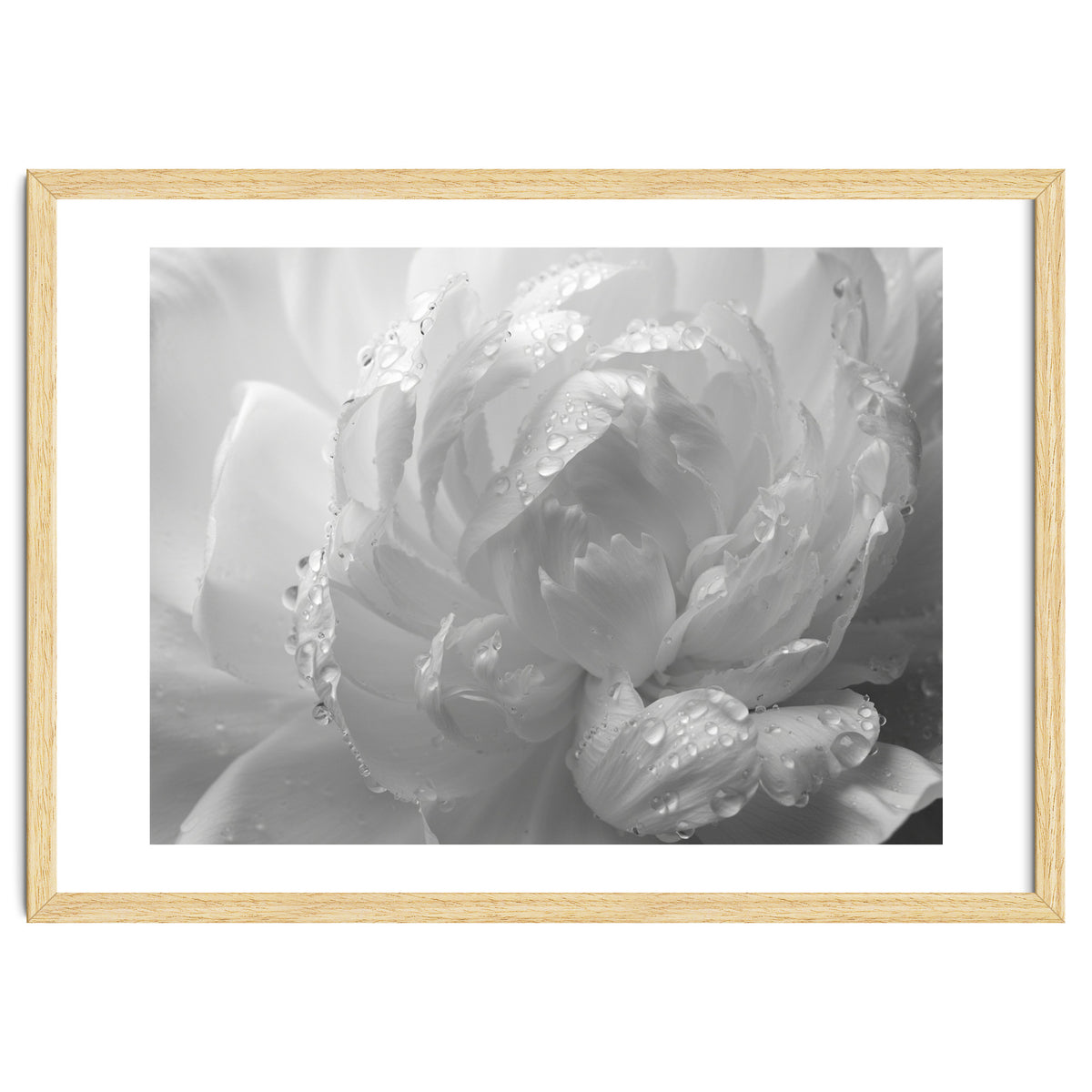 Ethereal Monochromatic Peony Petal Macro