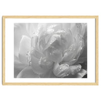Ethereal Monochromatic Peony Petal Macro
