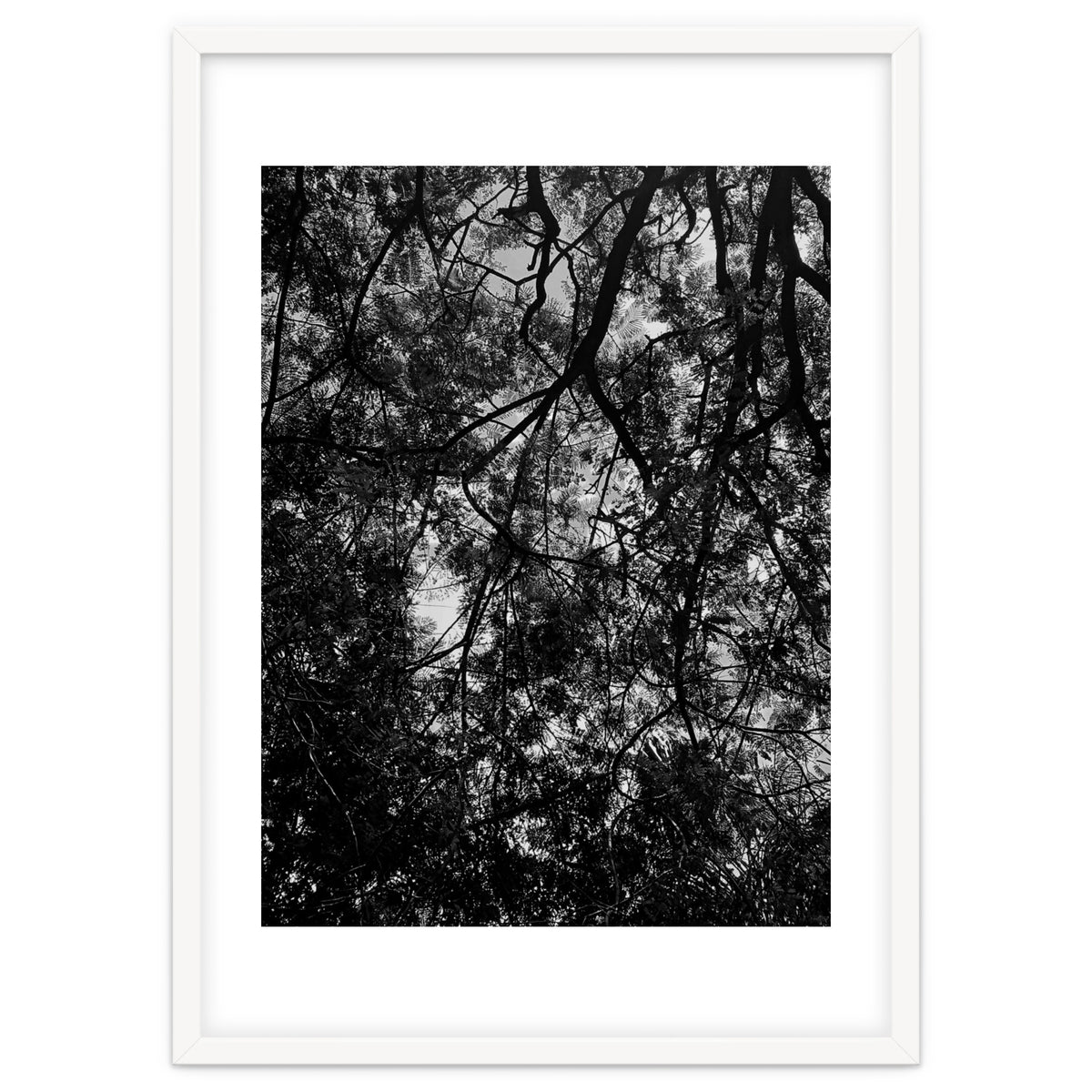 Tree From Below Black Silhouette