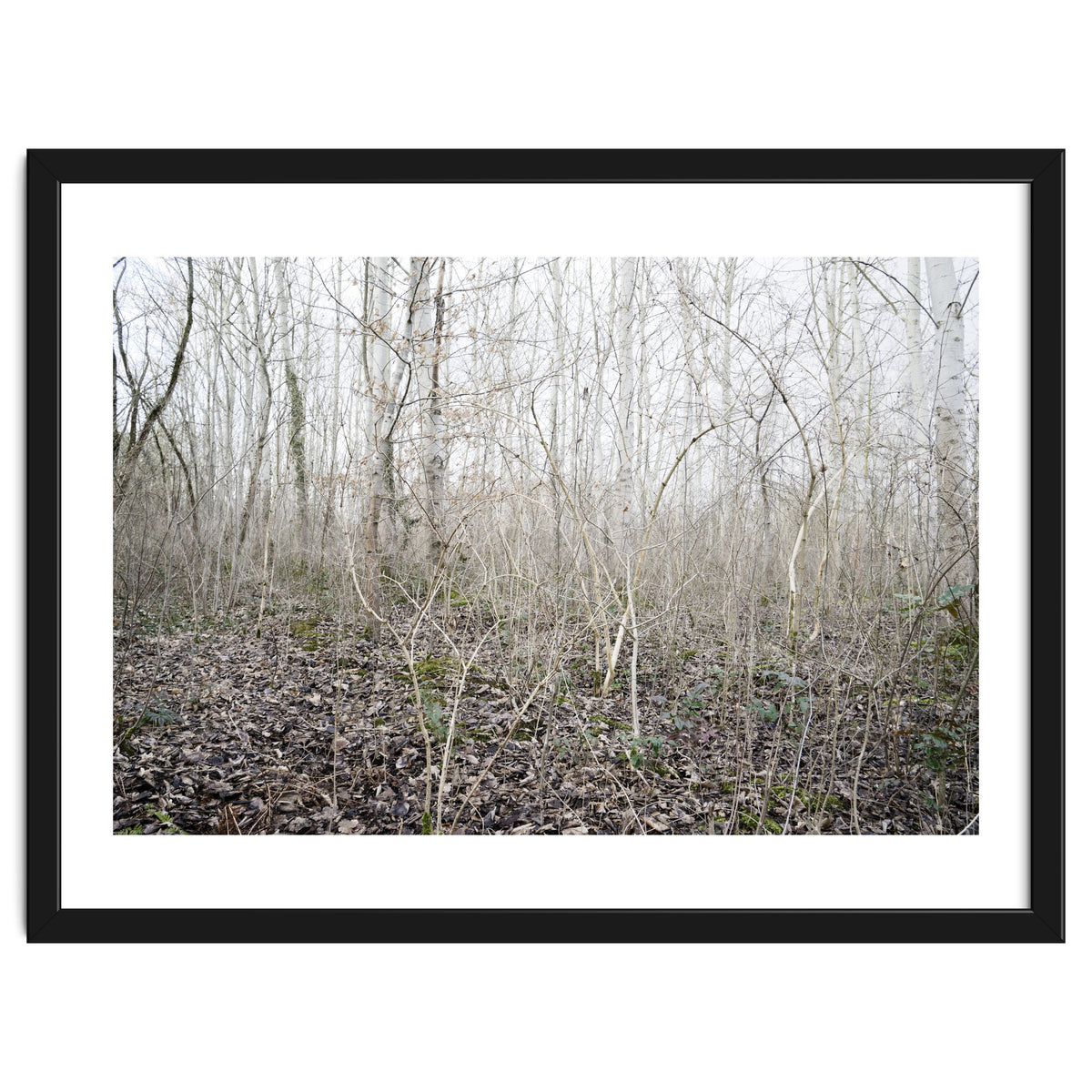 Lost in the birch forest