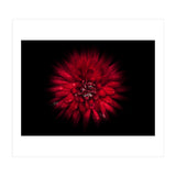 Backyard Flowers No 45 Color Flow Version (Print Only) thumbnail