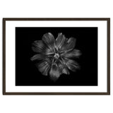Backyard Flowers In Black And White 22 thumbnail
