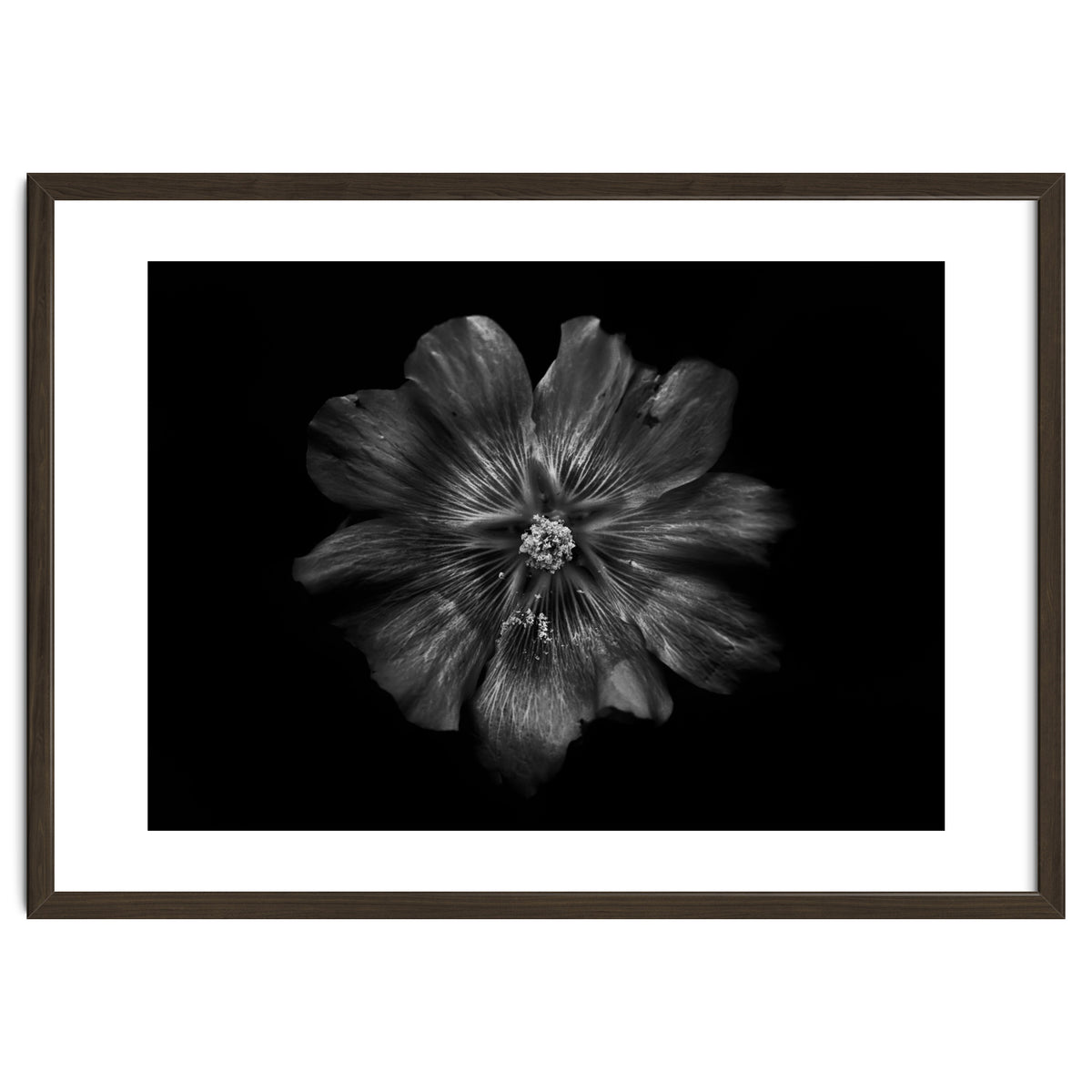 Backyard Flowers In Black And White 22