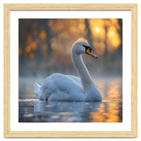 Beautiful Swan Floating On Water At Sunset