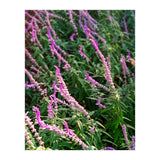 Lavender Flowers (Print Only) thumbnail