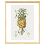 Pineapple (Hand Drawn Botanical Illustration) thumbnail
