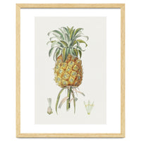 Pineapple (Hand Drawn Botanical Illustration)