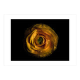 Backyard Flowers No 72 Color Version (Print Only) thumbnail