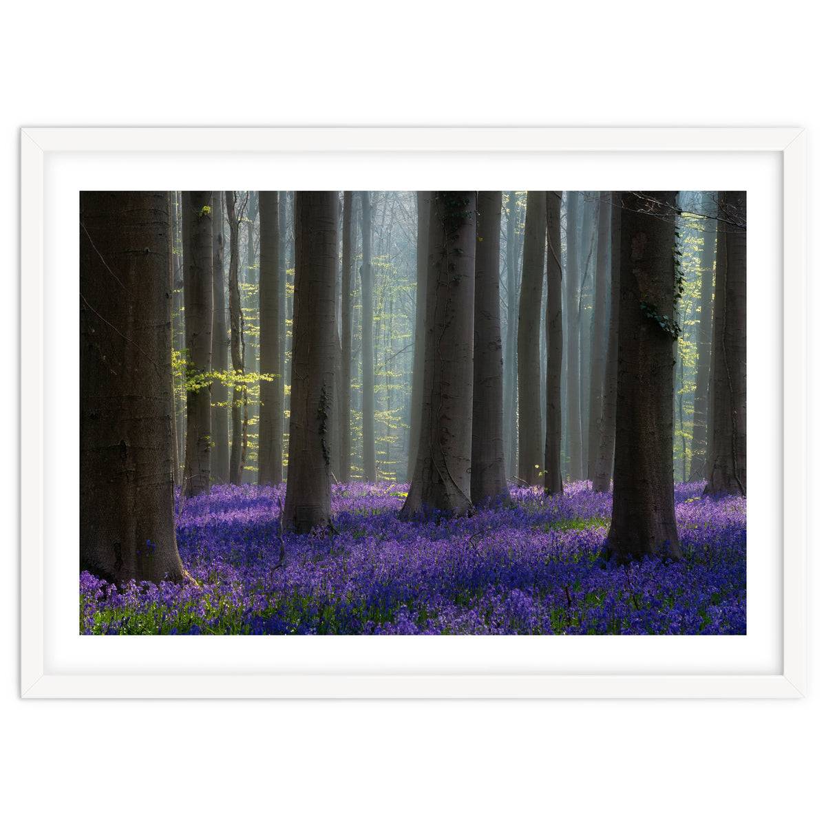 Bluebell forest
