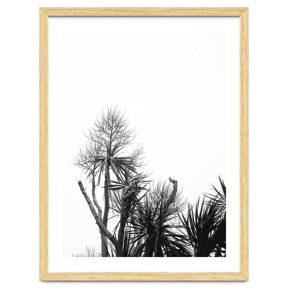 Miminalist Palm
