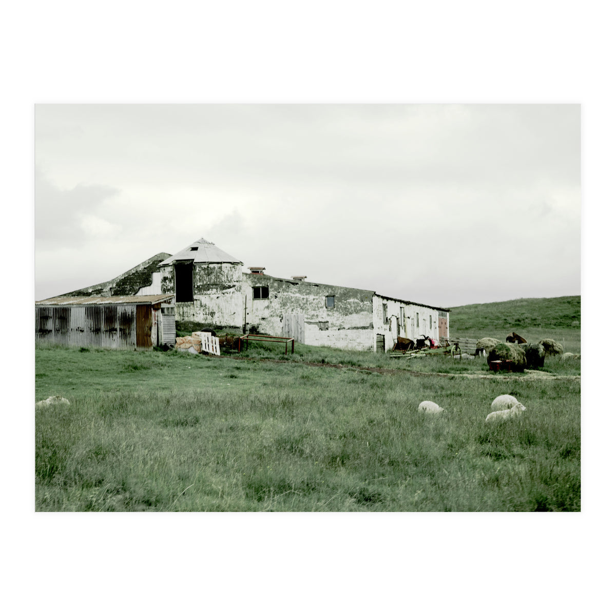 Sheep with a farmhouse - Iceland  (Print Only)