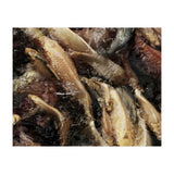 Fish01 (Print Only) thumbnail