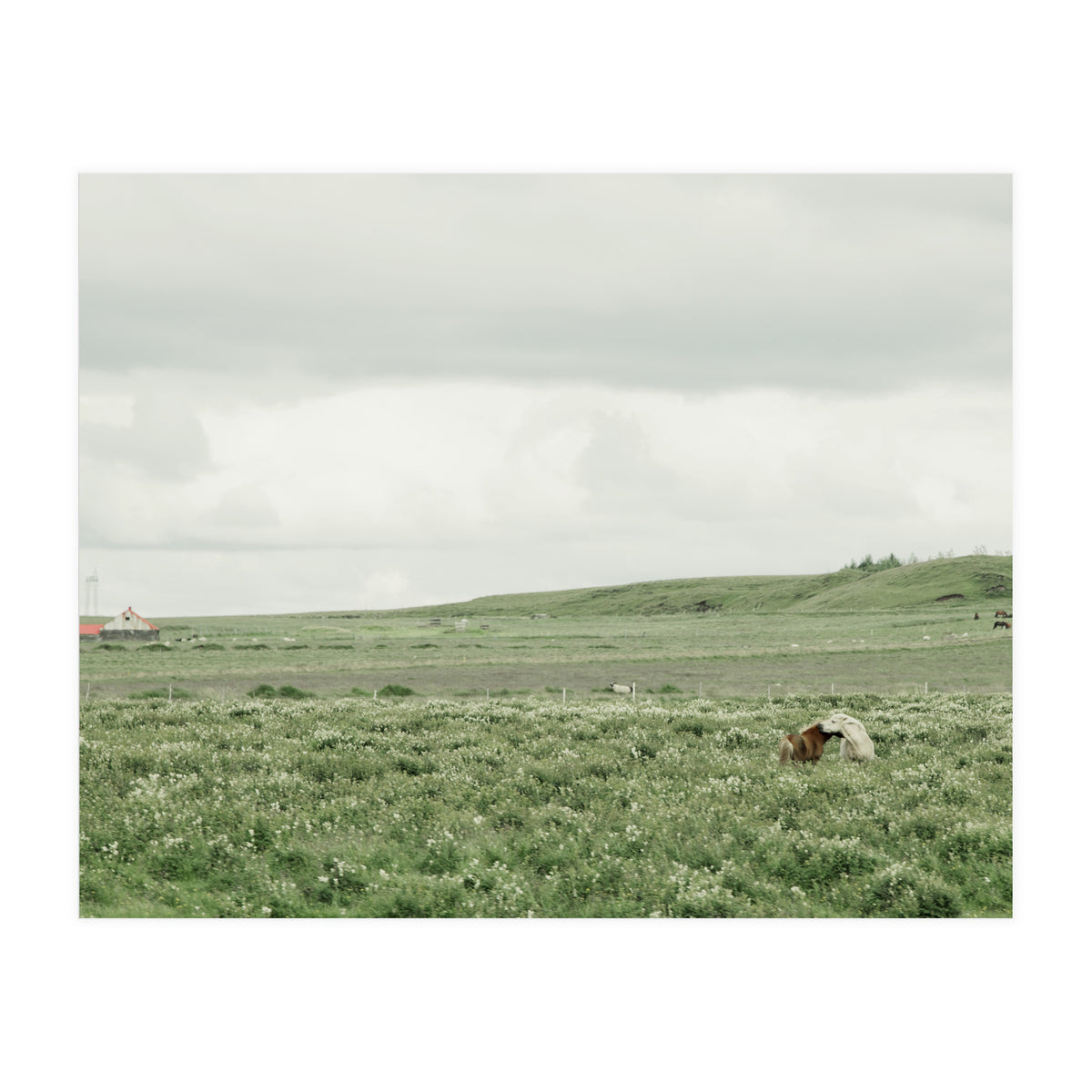 Horses in the middle of the green field - Iceland (Print Only)