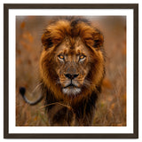 Majestic Lion King Of The Savannah In Dry Grass thumbnail