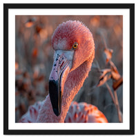 Close Up Of A Pink Flamingo Head In Sunlight