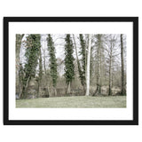 Sole white birch in the trees thumbnail