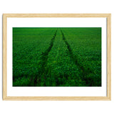 Track and Field thumbnail
