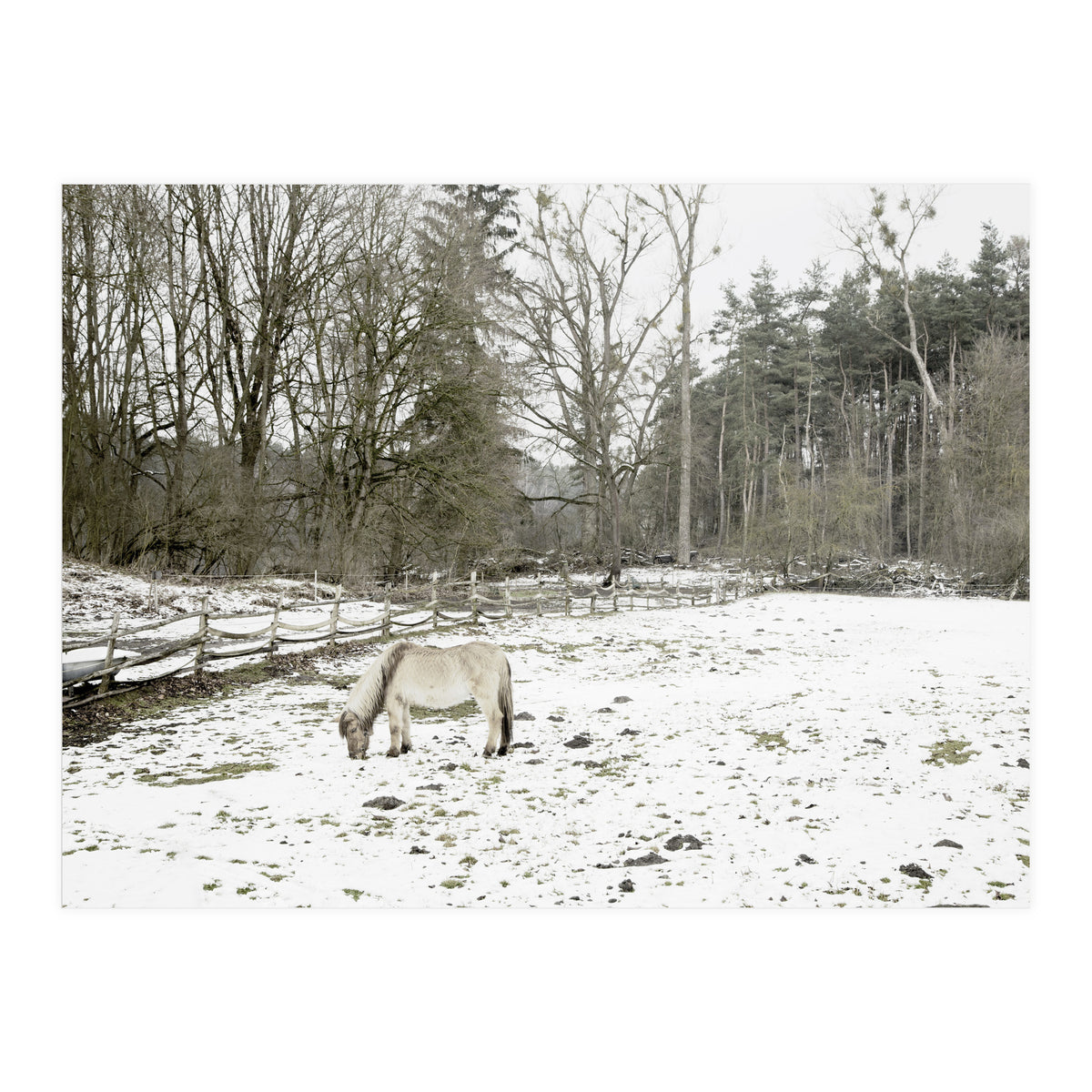 White horse in the snow field (Print Only)
