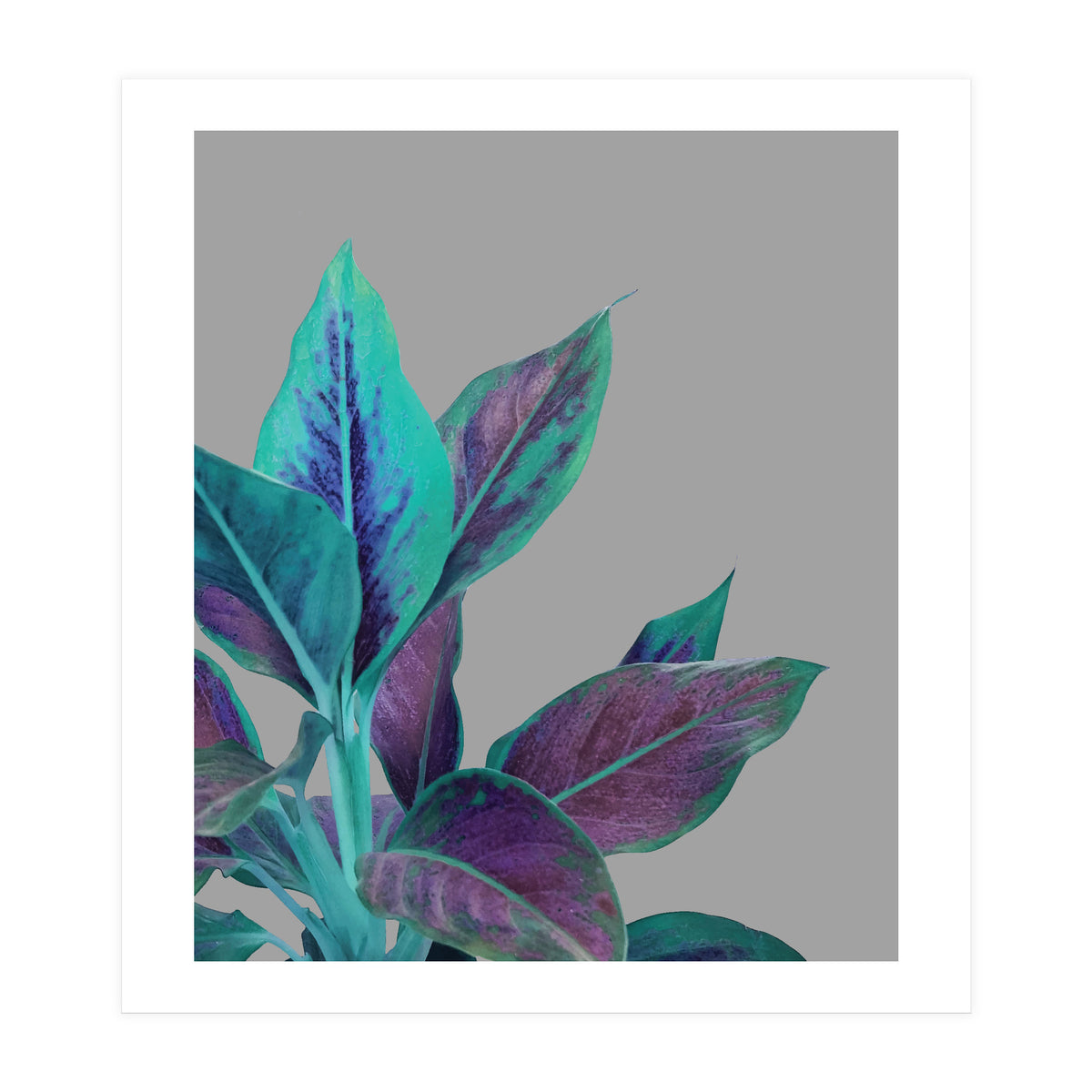 Still Nature (Print Only)