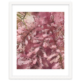 Pink Blossom thumbnail