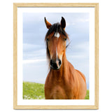 Brown Horse thumbnail